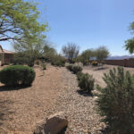 IMG_8859 West Backyard